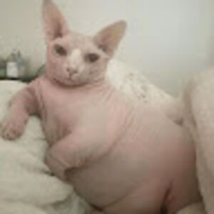 Meet your Posher, Gettzy